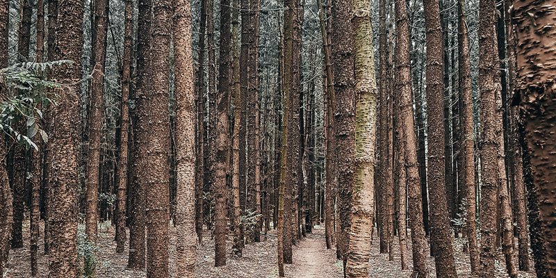 Karura Forest, Nairobi, Kenya